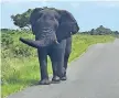  ?? ?? THE elephant bull lumbered down Cape
Vidal Road just before it “toyed” with the car that the Wessels family of Mtunzini sat in.