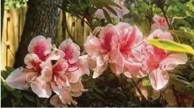  ?? Photos by Norman Winter / TNS ?? ‘Autumn Belle’ Encore azaleas put on a show in the fall.