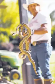  ?? Scott Strazzante / The Chronicle ?? For only the second time in his career, Len Ramirez catches two Northern Pacific rattlesnak­es at once.