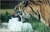  ?? PICTURE: EPA ?? A Sumatra tiger cools down by eating ice at the Bioparco in Rome yesterday.