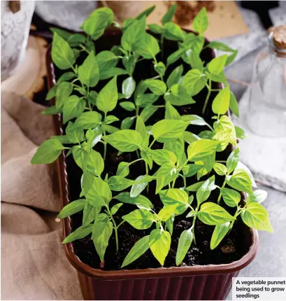  ?? All pics iStock/PA ?? A vegetable punnet being used to grow seedlings