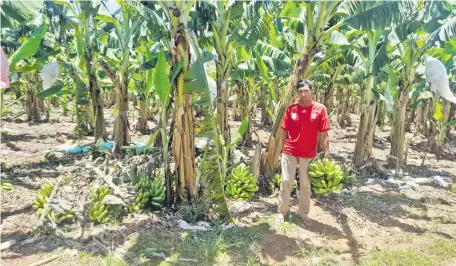  ?? ?? Tomás Villasboa en su plantación de banana que está por perderse en el distrito de Tembiaporã, departamen­to de Caaguazú.