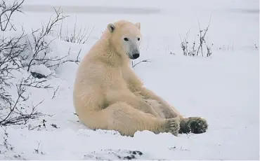  ??  ?? Doug Allan, main, says it is a privilege to film a polar bear, above