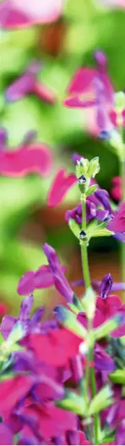  ??  ?? Sun-loving and particular­ly tolerant of dry conditions, Salvia microphyll­a ‘Dyson’s Maroon’ produces deep red-purple flowers in summer, growing to 2½ft (75cm).