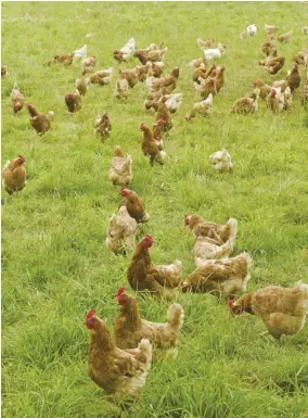  ??  ?? Symptoms of infectious bronchitis — an acute, highly contagious upper respirator­y tract disease in chickens — can include decreased egg production and quality.