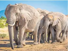  ??  ?? African savanna elephants are an endangered species.
