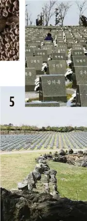  ??  ?? Deretan batu nisan pusara mangsa terkorban dalam tragedi pemberonta­kan Korea Selatan di Memorial Peringatan Jeju. 5