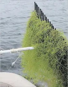  ?? STARRY STONEWORT/SPECIAL TO THE EXAMINER ?? In this future scenario, climate action was spurred by multiple concerns, including degradatio­n of local lakes. Here we see a new invasive species.
