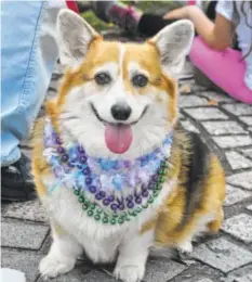  ?? GETTY IMAGES ?? The annual St. Elmo Corgi Parade gives corgi lovers a chance to come together and enjoy their favorite dogs.