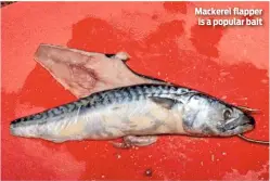  ??  ?? Mackerel flapper is a popular bait