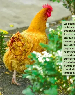  ??  ?? Les poules sont de fabuleuses exterminat­rices de limaces. Mais n’oubliez pas que ce sont des animaux grégaires et qu’il leur faut de l’eau propre et de la nourriture tous les jours, un abri sec pour se protéger de la pluie à toute heure de la journée et un lieu sûr, chaud et fermé dès la tombée de la nuit.