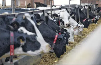  ?? CP PHOTO ?? Dairy cows feed in a barn on a farm in Ontario in this file photo. The first punches in what promises to be a bitter fight over Canada’s protected dairy industry are expected to be thrown during this week’s third round of North American Free Trade...