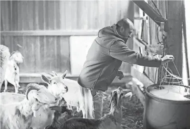  ?? COURTNEY HERGESHEIM­ER/ COLUMBUS DISPATCH ?? Amjad Ashnawi, an Iraqi refugee, works Wednesday at a Marysville farm he owns with his family.