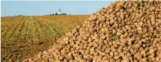  ?? Archivfoto: Dominique Lahuec ?? Ein Berg aus Zuckerrübe­n bei einem Feld bei Maihingen im Herbst 2017. Ein Treffen in Reimlingen stand ganz im Zeichen der Rübe.