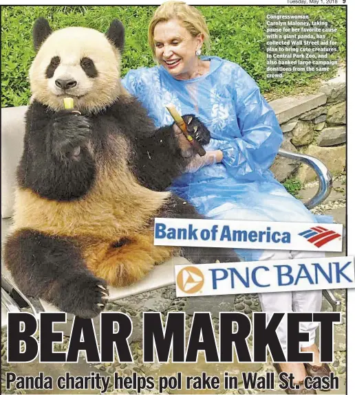  ??  ?? Congresswo­man Carolyn Maloney, taking pause for her favorite cause with a giant panda, has collected Wall Street aid for plan to bring cute creatures to Central Park Zoo, and also banked large campaign donations from the same crowd.