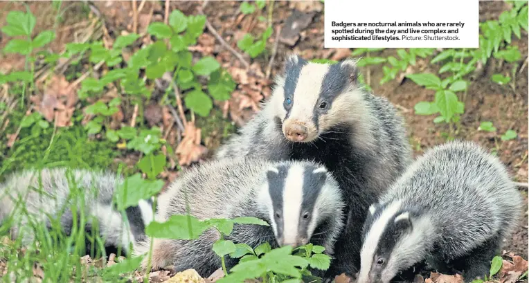  ??  ?? Badgers are nocturnal animals who are rarely spotted during the day and live complex and sophistica­ted lifestyles. Picture: Shuttersto­ck.