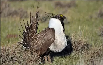  ?? JEANNIE STAFFORD/U.S. FISH AND WILDLIFE SERVICE VIA AP ?? This 2010, file photo provided by the U.S. Fish and Wildlife Service shows a greater sage grouse male strutting to attract a mate at a lek, or mating ground, near bridgeport, Calif.