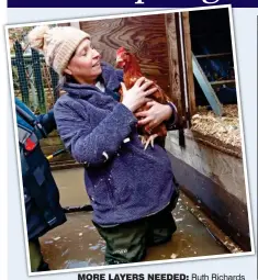  ??  ?? MORE LAYERS NEEDED: Ruth Richards checks on her hens in Naburn Lock, York, yesterday