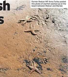  ?? ?? Former Redcar MP Anna Turley posted this photo of starfish washed up on the beach between Redcar and Marske