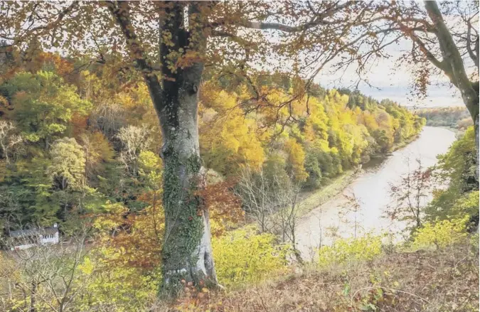  ?? ?? The glorious autumn colours along the River Tweed by Melrose in the Borders are just begging to be photograph­ed – and reader Curtis Welsh was happy to oblige