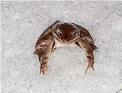  ?? Kurt Schwenk/Contribute­d photo ?? A wood frog crosses the snow on March 16. While wood frogs tend to emerge starting in the second-to-third week of March, University of Connecticu­t ecology professor Kurt Schwenk said he had heard them awaken weeks earlier.