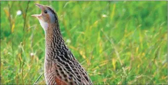  ??  ?? The Corncrake visits Ireland in the summer months.