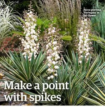  ??  ?? Yucca gloriosa ‘Variegata’ in full flower