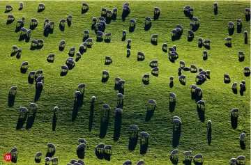  ??  ?? 03 EVERY cloud… Backlit sheep grazing on a hillside in the Catlins, New Zealand lens Canon EF 70-200mm f/4l IS USM, 1.4x converter exposure 1/125 sec, f/8, ISO100 03