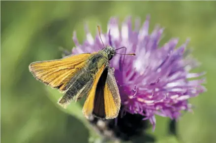  ?? PHOTOGRAPH: SABENA JANE BLACKBIRD/ALAMY ?? ▲ Butterfly species that can benefit from long grass include the small skipper, whose caterpilla­rs feed on it