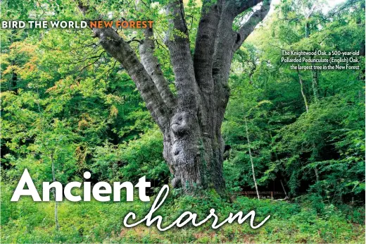  ??  ?? The Knightwood Oak, a 500-year-old Pollarded Pedunculat­e (English) Oak, the largest tree in the New Forest