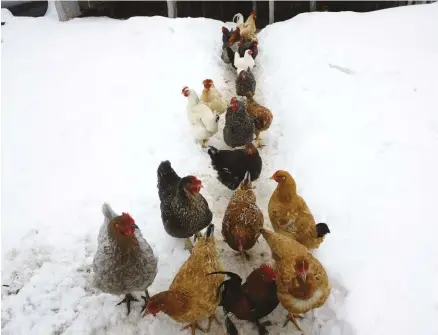  ??  ?? Clear a path as best as you can so your flock can enjoy some outdoor exercise on occasion.