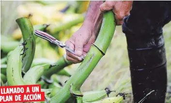  ?? Archivo ?? Los agricultor­es recomendar­on que sean las cadenas de supermerca­dos las que establezca­n una red de distribuci­ón efectiva.