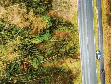  ?? Foto: Arnulf Stoffel, dpa ?? Nach ersten Schätzunge­n hat „Friederike“Schäden in Höhe von einer halben Milliarde Euro angerichte­t. Unser Foto zeigt umge stürzte Bäume in Kleve in Nordrhein Westfalen.