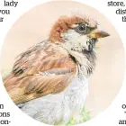  ?? Photo / NZME ?? Birds in supermarke­ts can spread disease, says Pak’nSave.