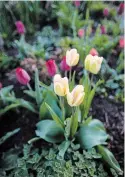  ??  ?? Wine coloured Negrita tulips and creamy Shirley tulips marry well together, they bloom at the same time, a skirt of catmint (Nepeta ‘Dropmore hybrid) dresses up this hard-working combinatio­n.
