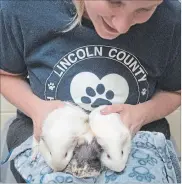  ?? BOB TYMCZYSZYN THE ST. CATHARINES STANDARD ?? Animal care technician Alicia Walker holds guinea pigs discovered at a Thorold roadside.