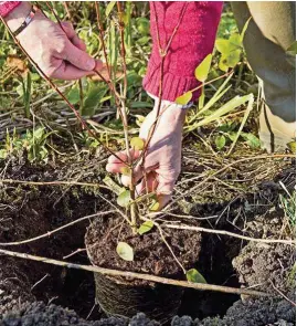  ??  ?? Ensure shrubs are planted at the same depth as they were in their pot