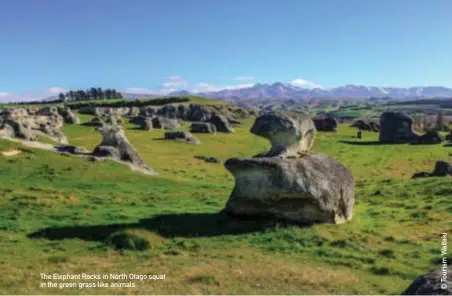  ??  ?? The Elephant Rocks in North Otago squat in the green grass like animals