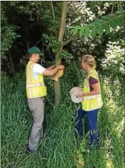  ?? SUBMITTED PHOTO ?? The Spotted Lanternfly traps will be in use from May to November.