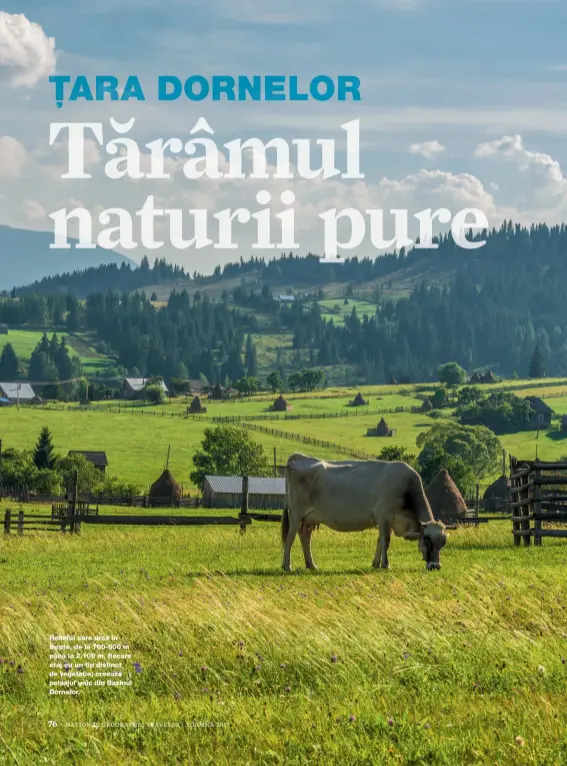  ??  ?? Relieful care urcă în trepte, de la 700-800 m până la 2.100 m, fiecare etaj cu un tip distinct de vegetație, creează peisajul unic din Bazinul Dornelor.