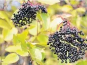  ?? DREAMSTIME ?? Research has found that elderberry may help reduce inflammati­on.