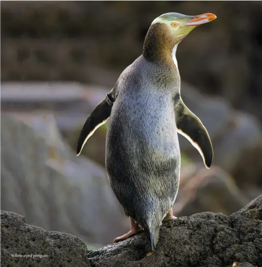  ??  ?? Yellow-eyed penguin