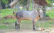  ?? VIKRAM GOPAL/HT PHOTO ?? Dalits claim Hindus are taunting them that the bull stopped eating because they entered the temple.