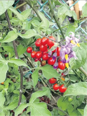  ??  ?? Deadly Nightshade is one of the more poisonous plants. Its berries are sweet, but also toxic.