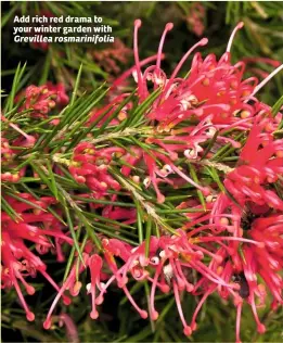  ??  ?? Add rich red drama to your winter garden with Grevillea rosmarinif­olia