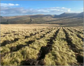  ?? ?? THE AREA at Coulshill farm is to be planted in a mix of commercial and broadleaf trees as well as non-grazed open natural land