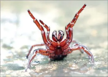  ?? AFP ?? An undated and unplaced handout photo received from The Australian Reptile Park on Wednesday shows a deadly funnel-web spider.