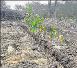  ?? SOURCED ?? The plantation is a part of a drive by Noida authority to develop the Sector 145 waste site into a park after remediatio­n of 200,000 tonnes of legacy waste.