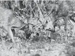  ?? Sylvain Cordier / Gamma-rapho / Getty Images ?? Axis bucks will hiss before locking horns. Those antlers, by the way, can grow to 3 feet.