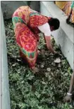  ?? PIC/MPOST ?? Women producing vermicompo­st using the plant in Bankura